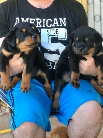 Rottweiler cabeça de touro - Foto 2
