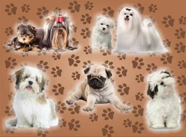 Filhotes lhasa , shitzu , yorkshire , pug, spitz , maltes - Foto 2