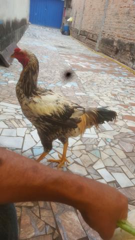 Frango e galinhas - Foto 4