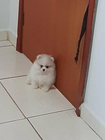 Lulu da pomerania - Foto 2