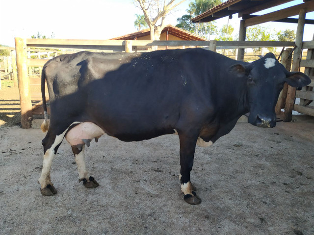 Vacas Leiteiras de excelente padrão - Foto 2