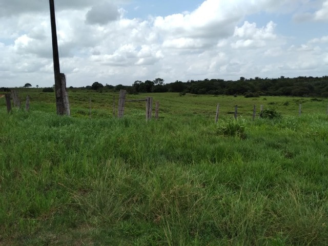 500 alqueres com 270 alqueires abertos dupla aptidão no Pará - Foto 4