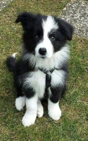 Cachorro Border Collie macho e femea, com garantia genetica vitalicia. -  Cachorros e acessórios - Munhoz Júnior, Osasco 1261817580