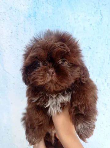 shihtzu