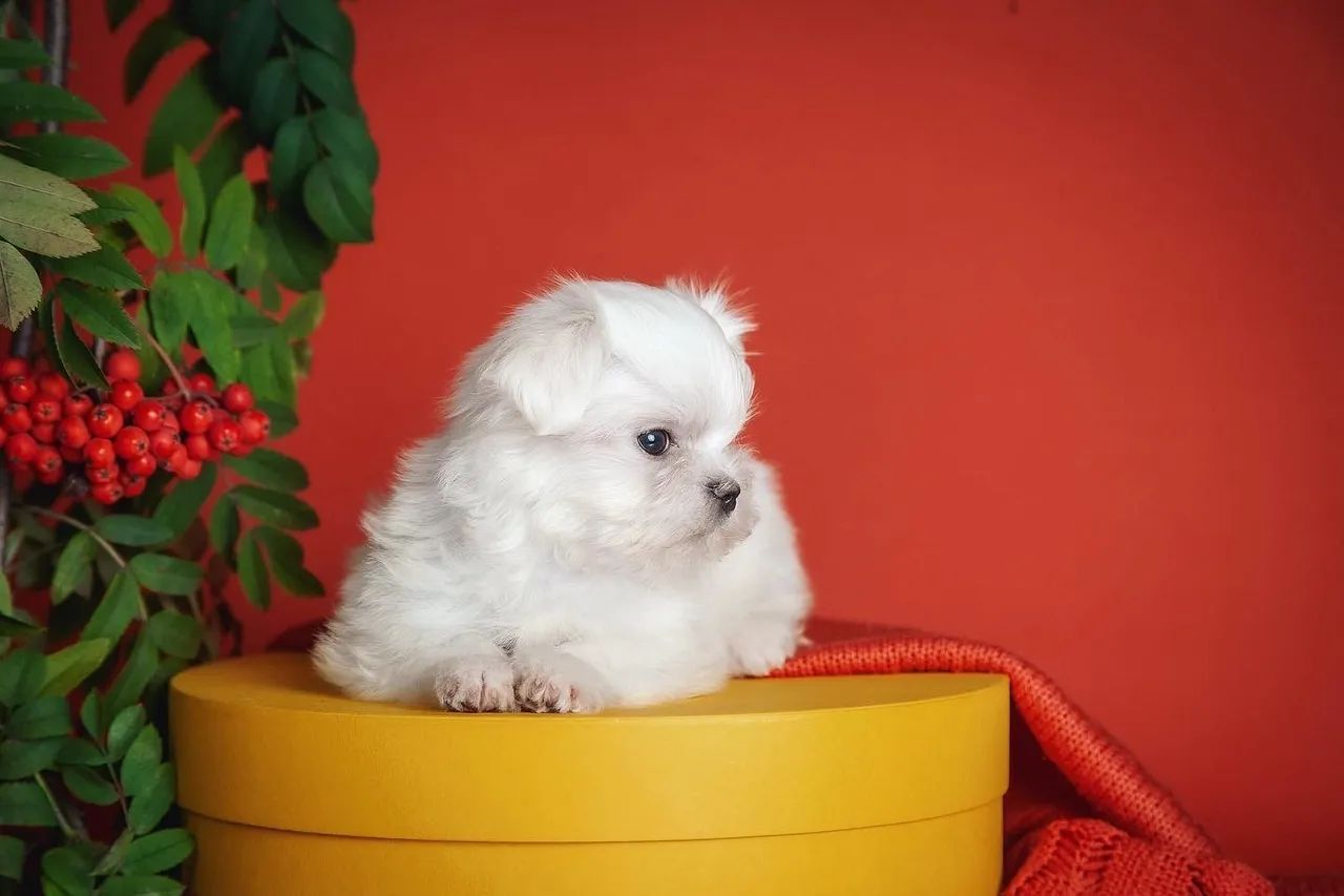 Maltês Micro disponível - Foto 3