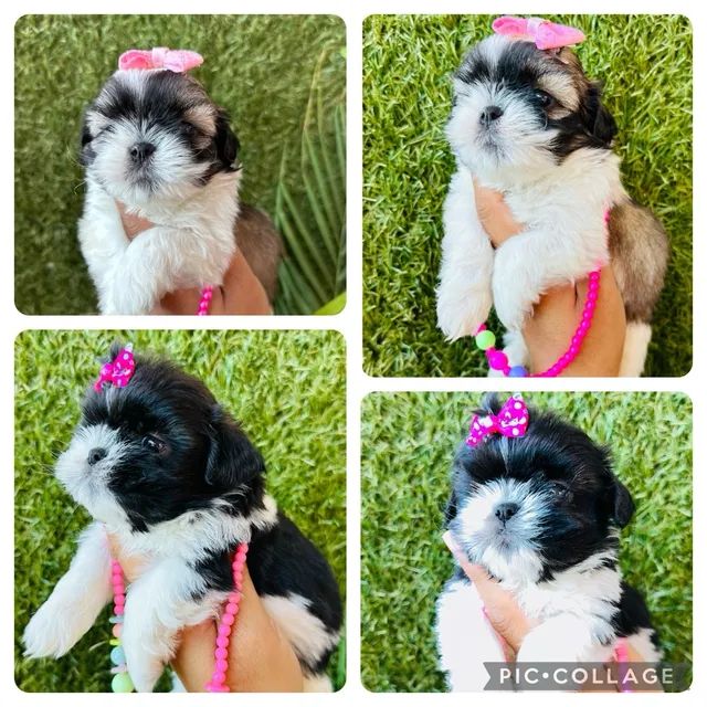 Shih tzu mini sales olx