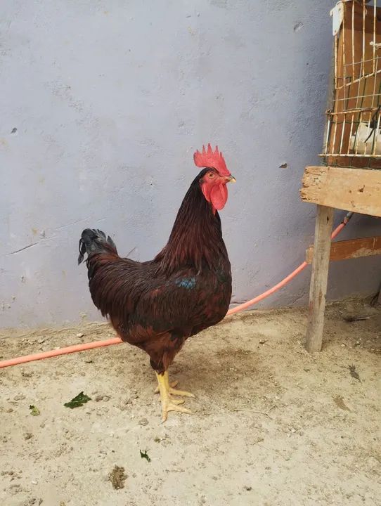 Pintos das raça Rhode slande GSB como está na fotos  - Foto 6