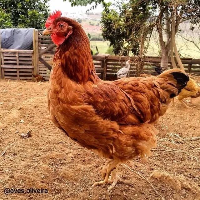 Embrapa 051 em início de postura - Foto 2