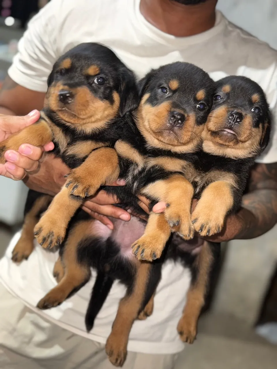 Filhote de Rottweiler disponível!