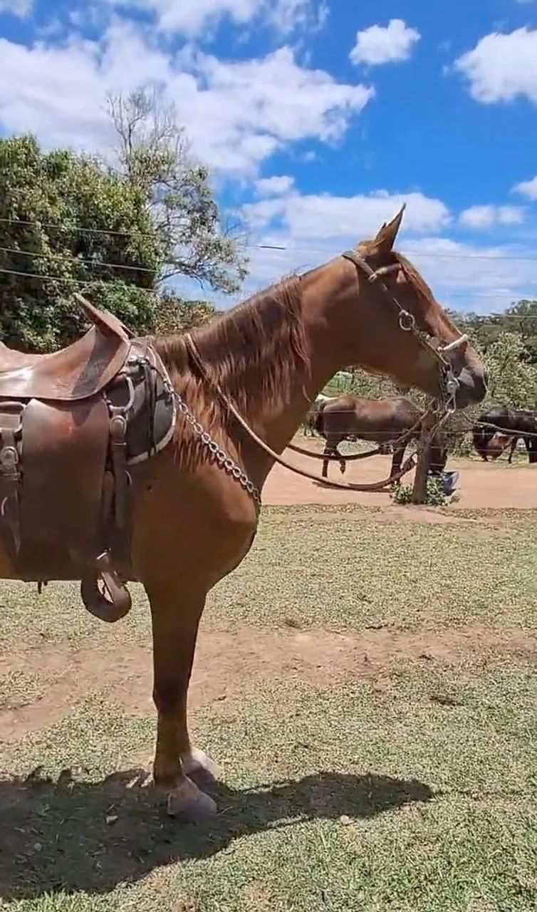 CASTRADO LUXOOOO (Marcha picada) - Foto 2