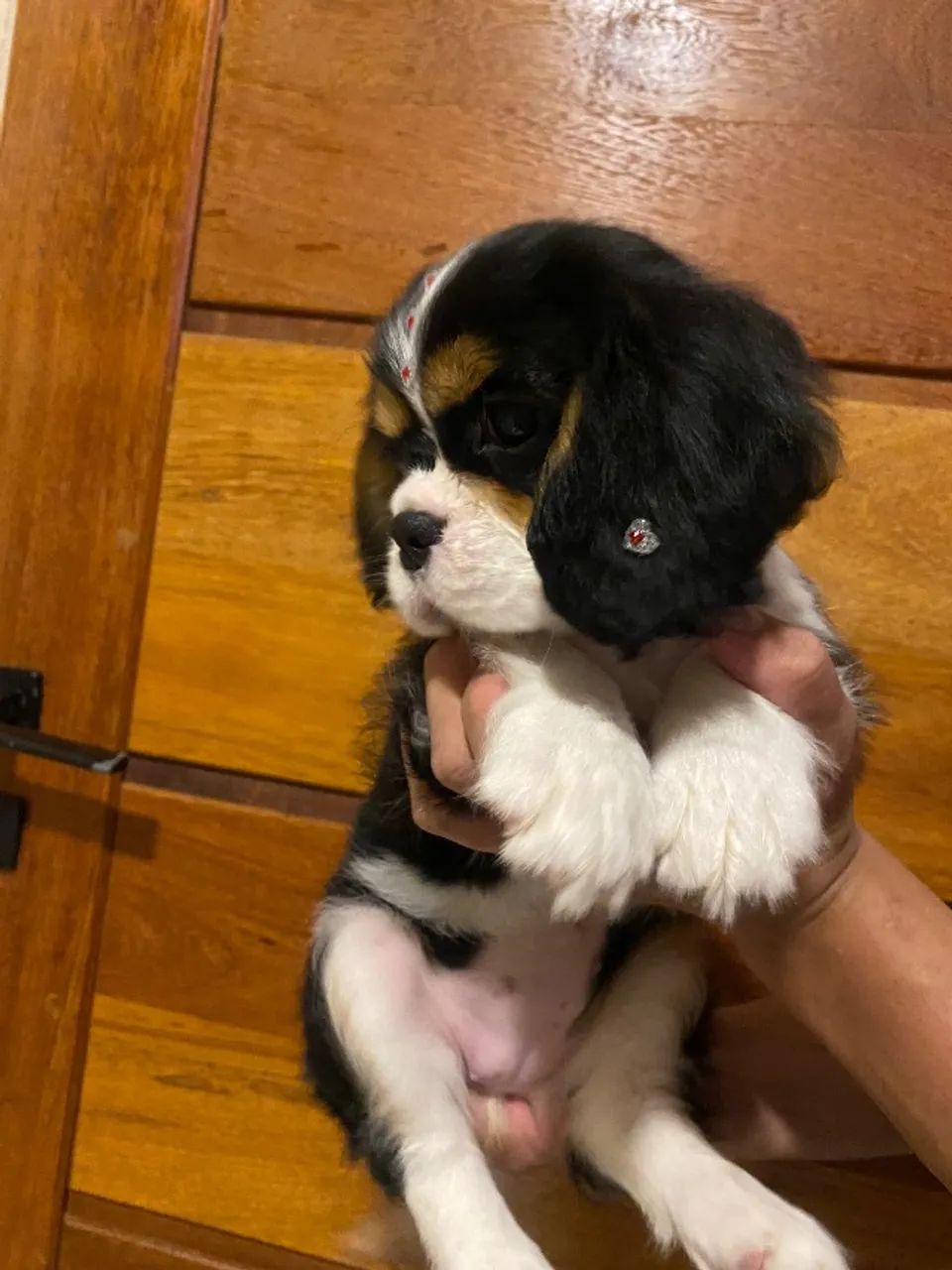 Cavlaier entregamos hoje mesmo  - Foto 4