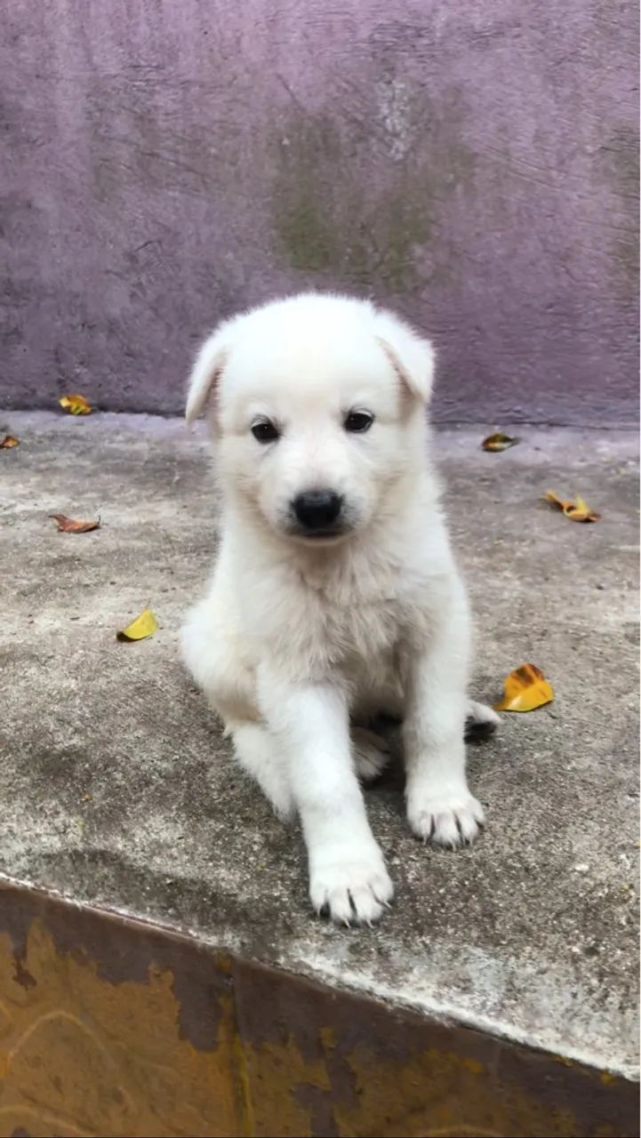 Filhotes pastor branco suíço 