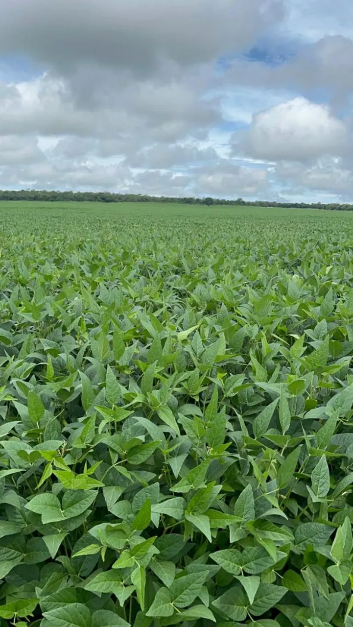 Fazenda de arrendamento, repasse, 540 hec em.canarana MT.