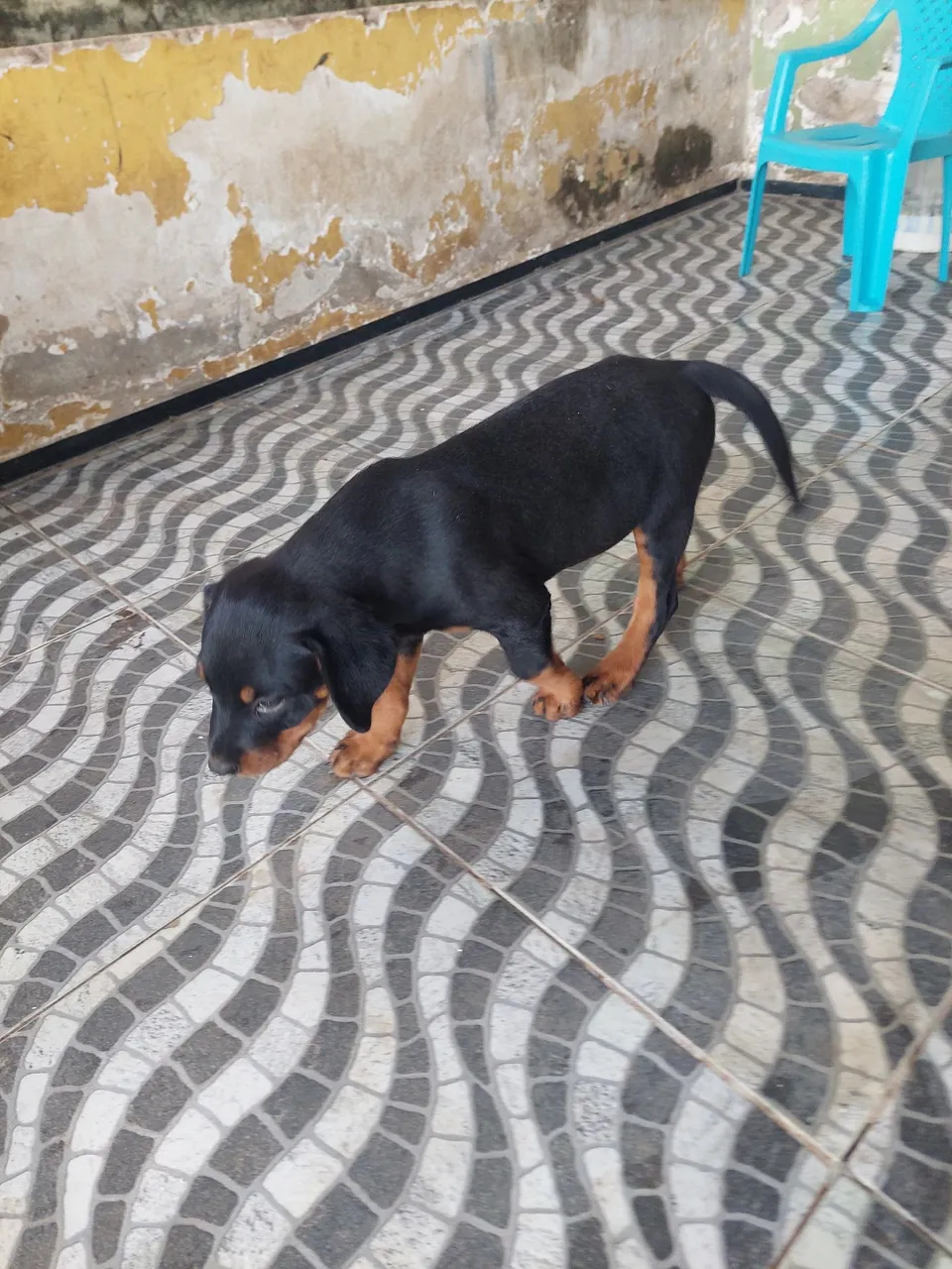 Filhote de HOTTWEILER