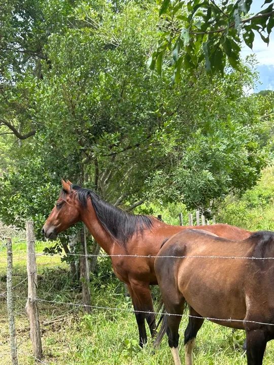Vendo cavalo quarto de milha  - Foto 3