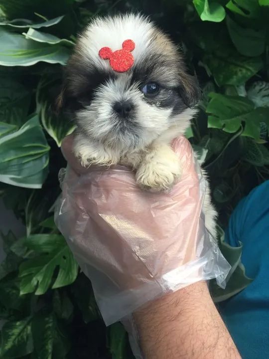 SHIh Tzu - Filhotes com Pedigree - um amor em 4 patas  