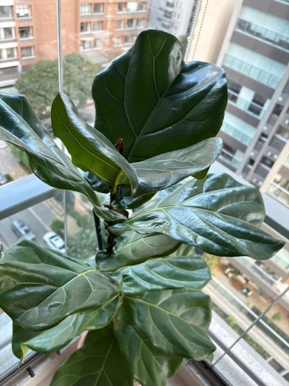 Planta Ficus Lyrata