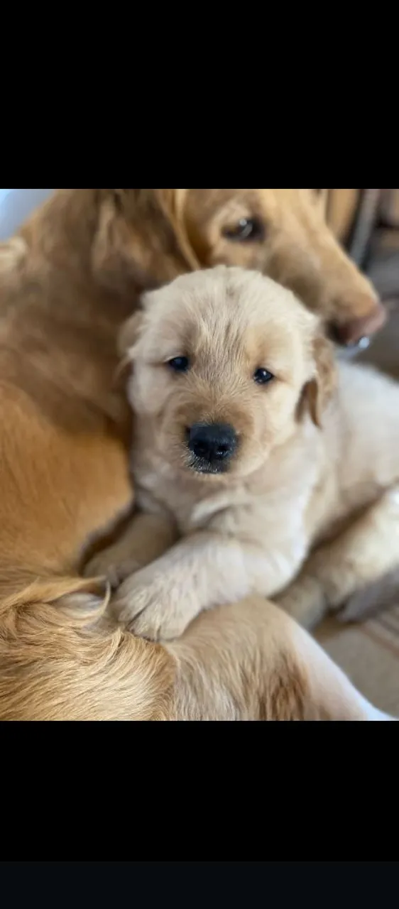 Filhote de Golden Retriever disponível