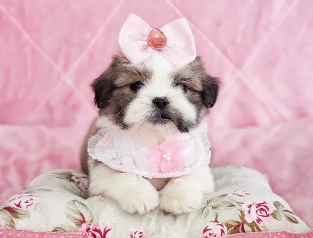 Shihtzu fêmea disponível - Foto 3