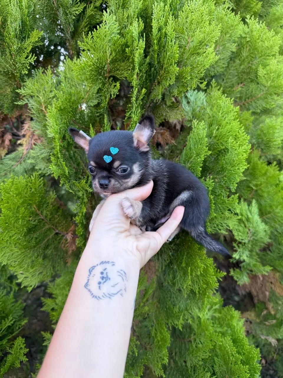 Chihuahua micro - o VERDADEIRO  - Foto 3