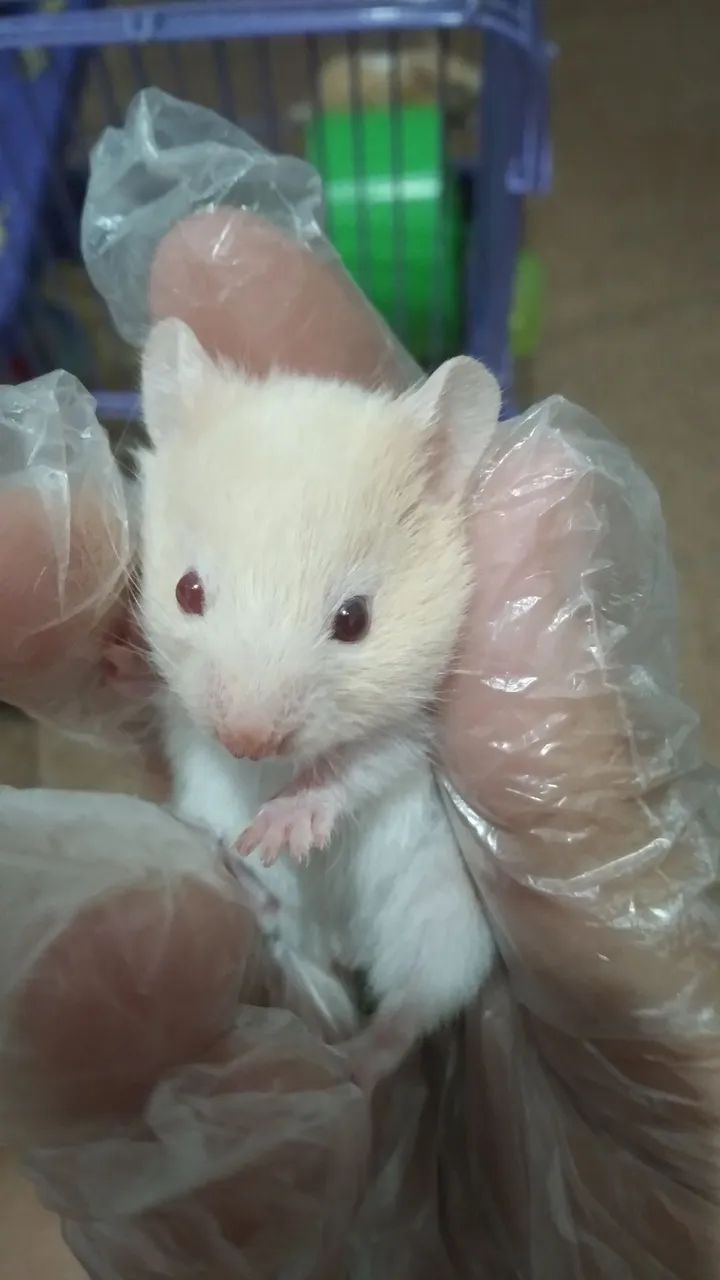 Hamster sírio filhote - Foto 4