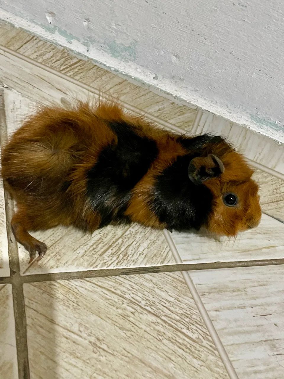 Porquinho da índia 63824587143427122