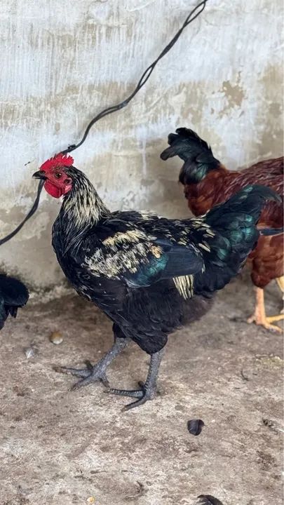 Vendo galos  - Foto 3