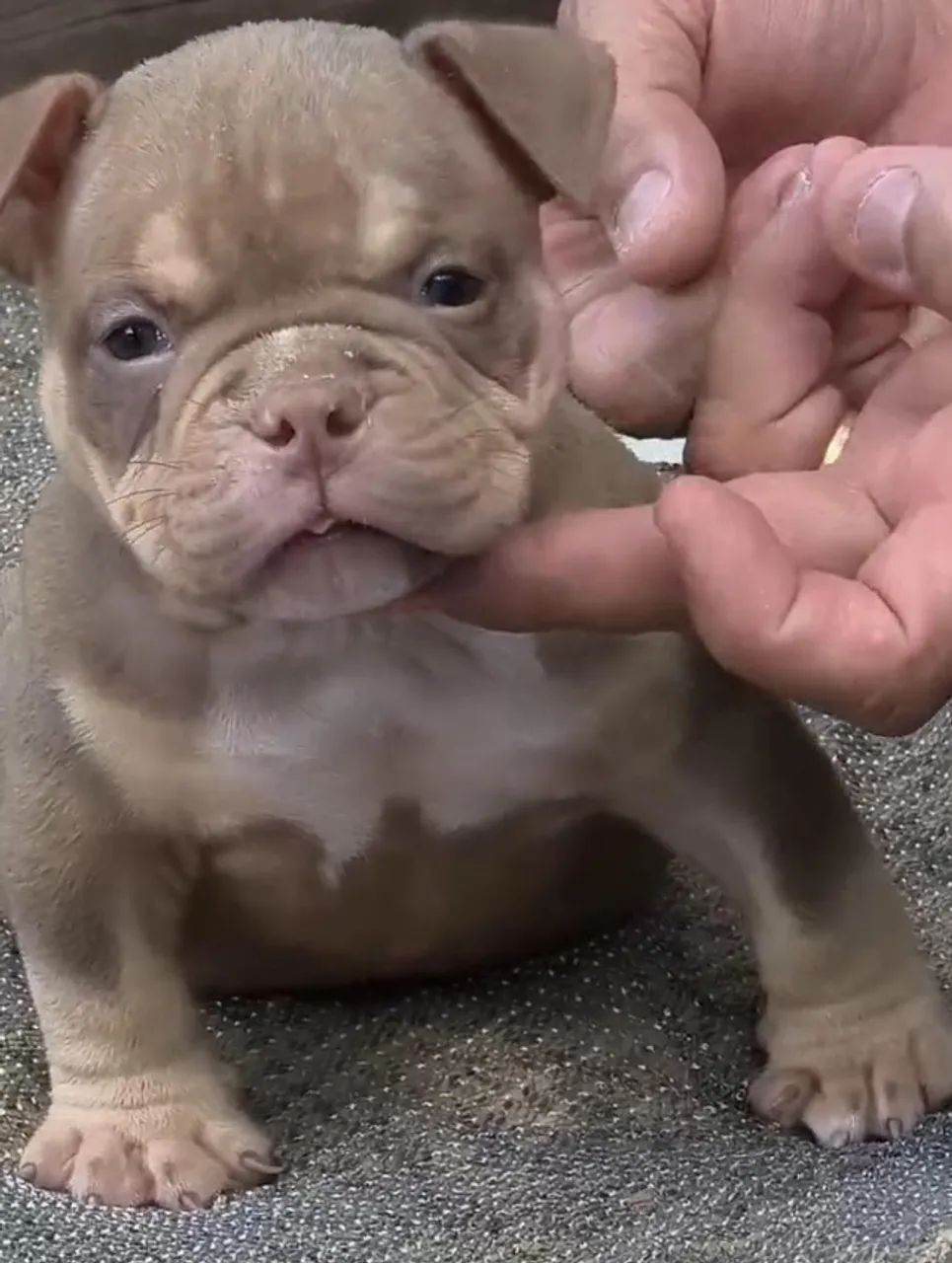 Linhagem American Bully micro à Disposição - Fale pelo WhatsApp - Foto 5
