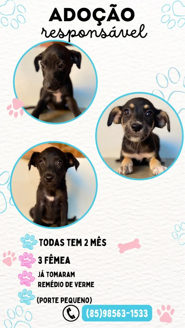 Filhotes para adoção responsável