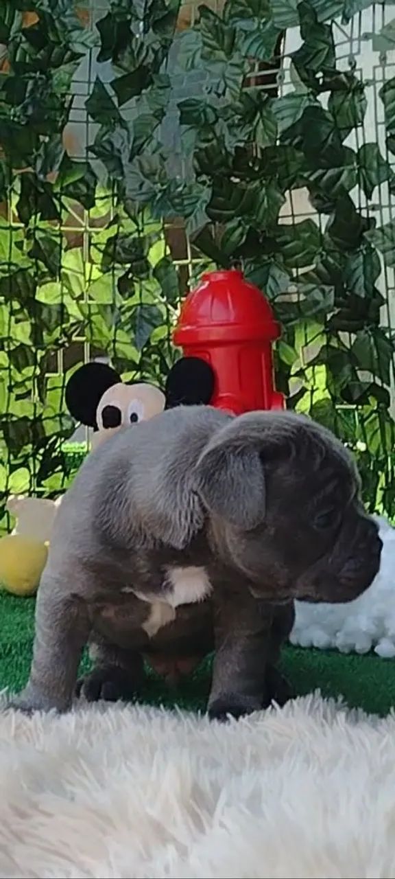 Filhote de Bulldog Inglês