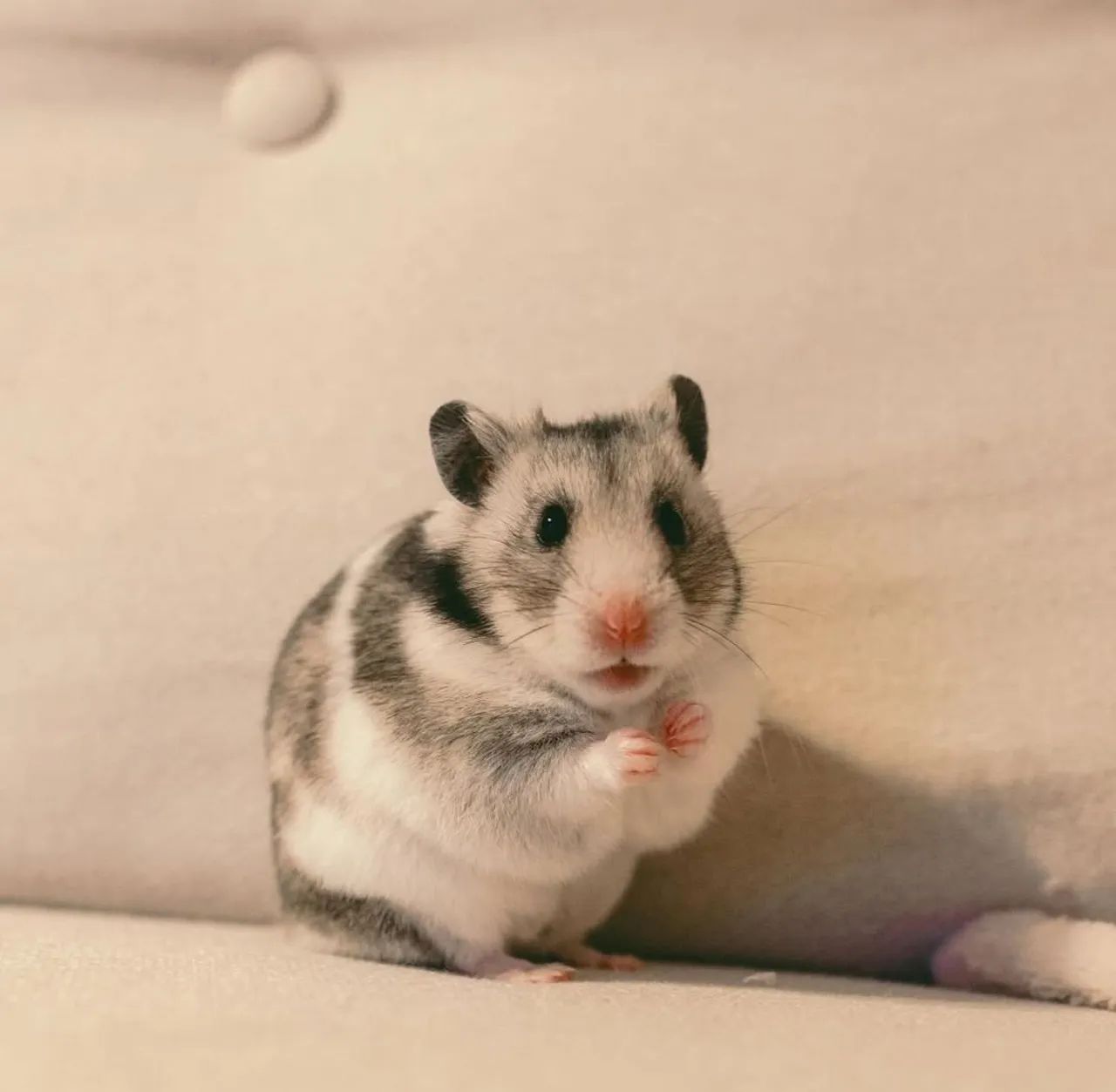 Hamster Sírio64167817731459122