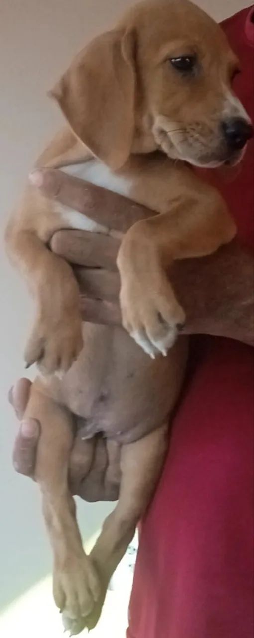 Filhote de Beagle - Foto 3