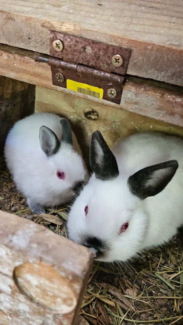 Mini coelho 64639700514690120