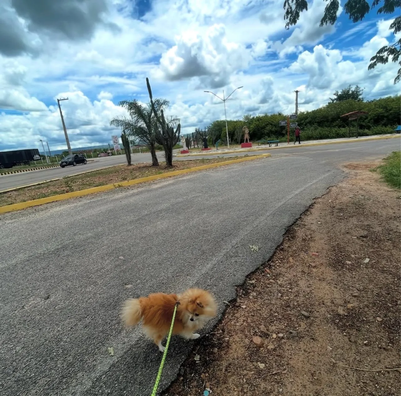 Macho, padrão ursinho