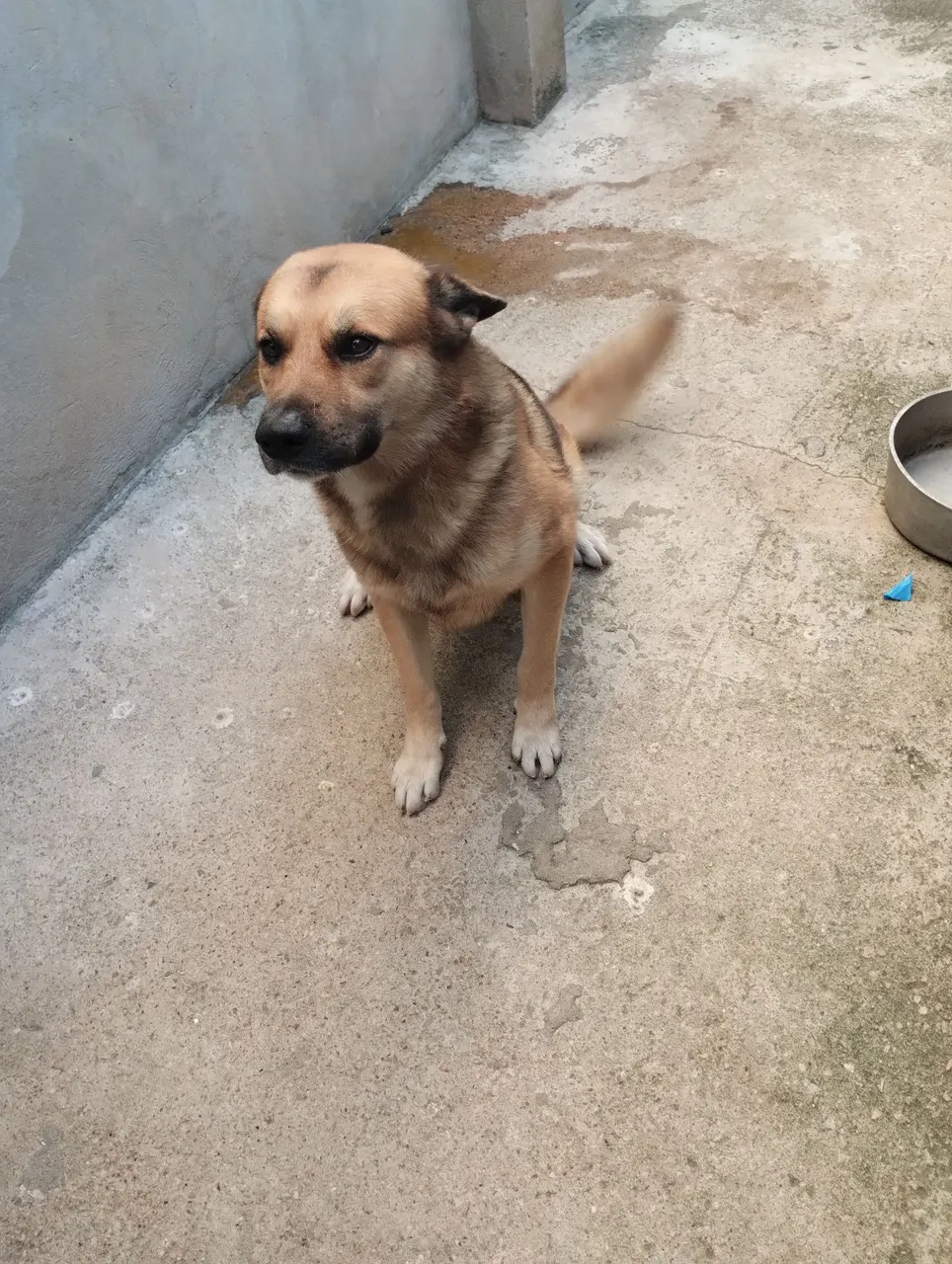 Cão de porte médio para adoção - Amigo leal
