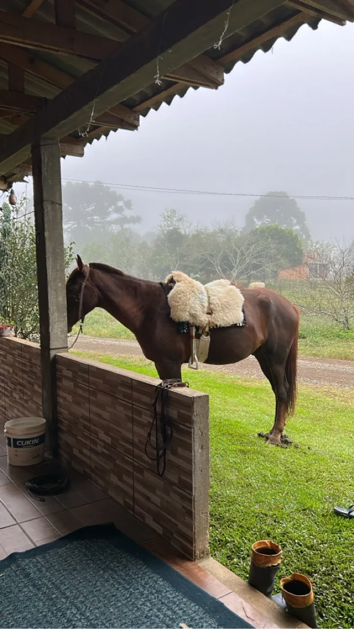 Cavalo quarto de milha 