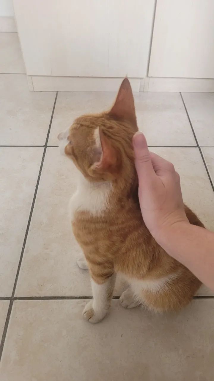 Doação de gato - Foto 5