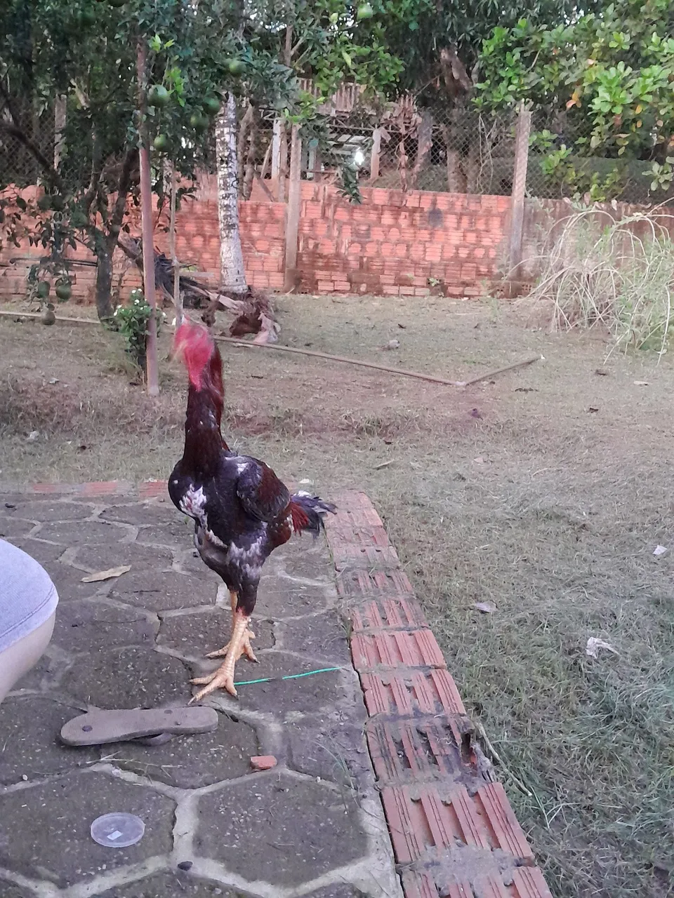 Galo índio gigante com Calcutá 