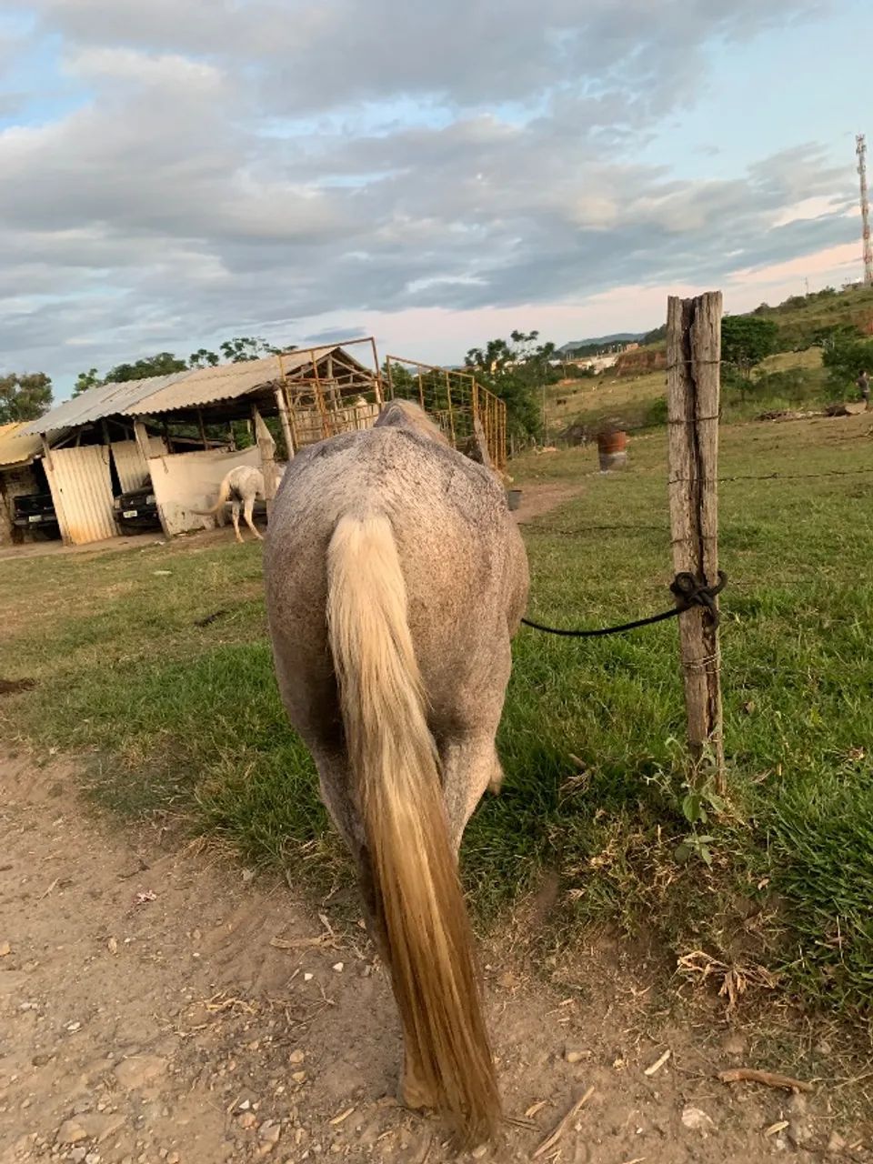 Cavalo troco por outro cavalo/egua/burro/mula