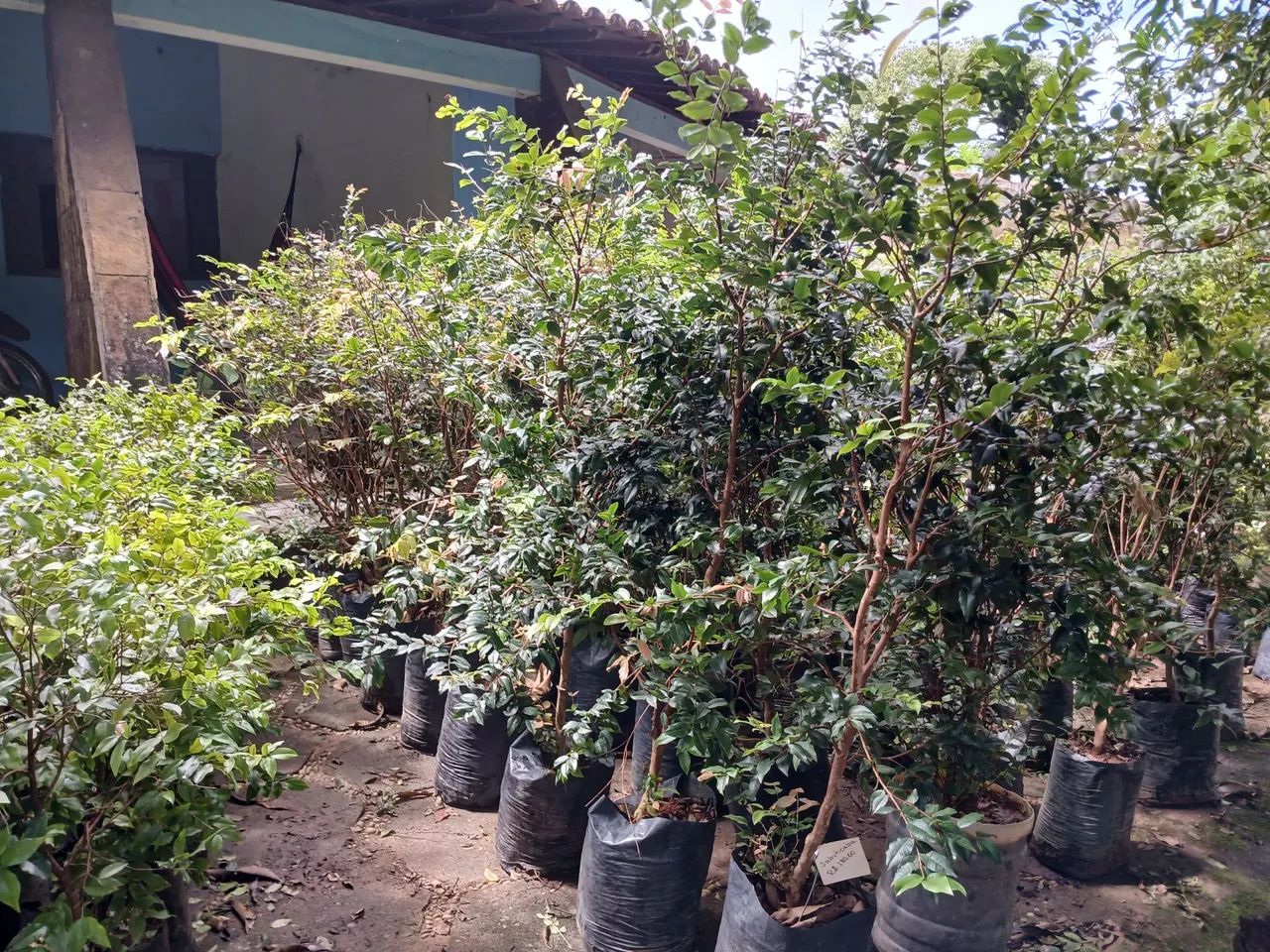 Mudas de Jabuticaba híbrida 