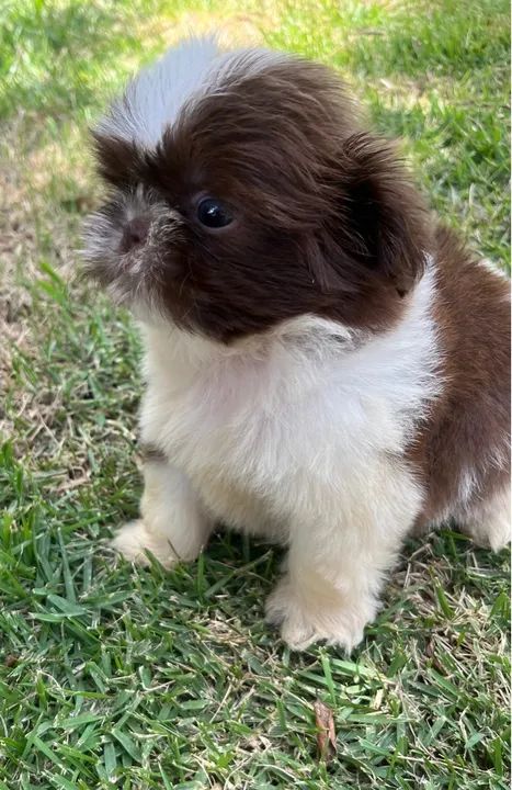 Shih Tzu macho vacinado  - Foto 6