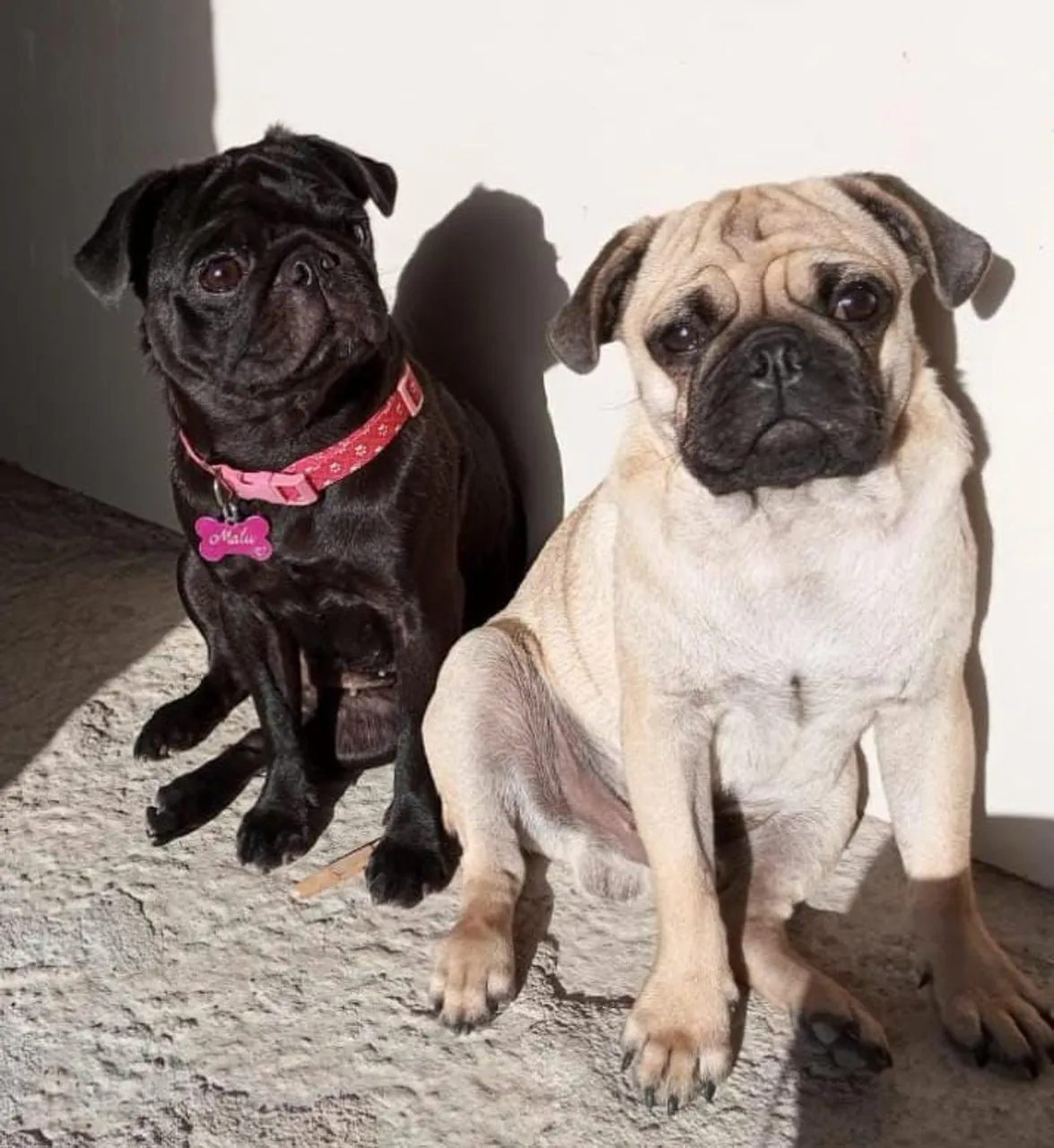Vende-se filhote de Pug A procura de uma nova família pra levar mais alegria