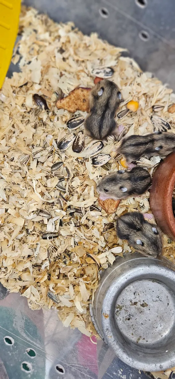 Hamsters fofinhos para venda