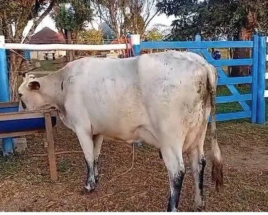 Duas vacas GIROLANDO