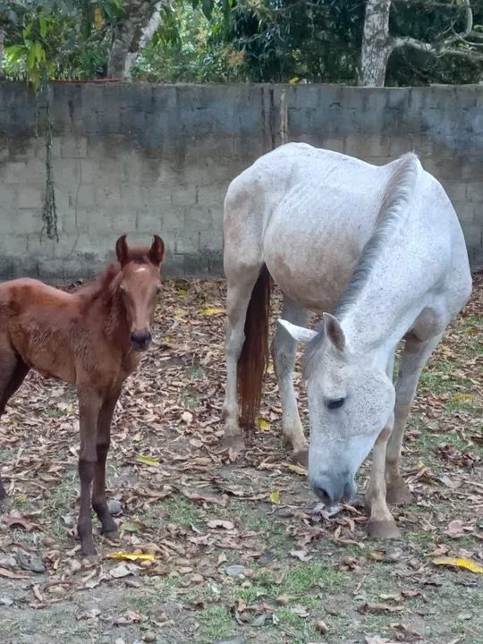 Vende-se Égua e potra mangalarga machador 
