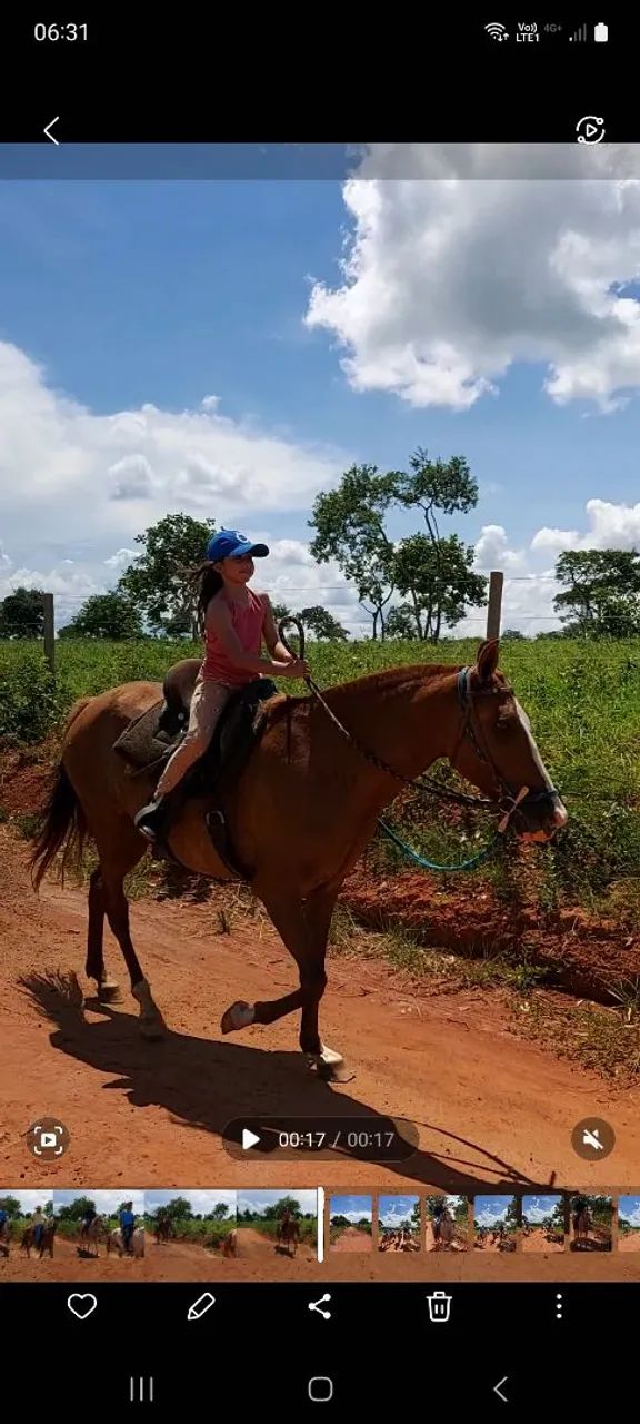 Égua, potro e cavalo para venda!  - Foto 2