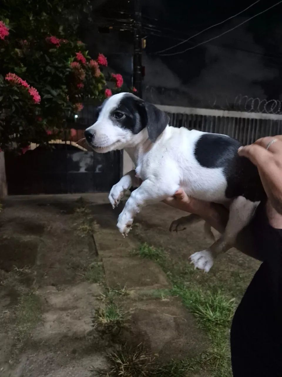 Adoção Responsável filhote - Foto 2