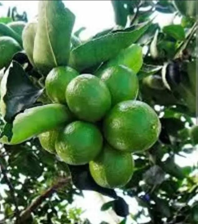 Mudas frutíferas  - Foto 2