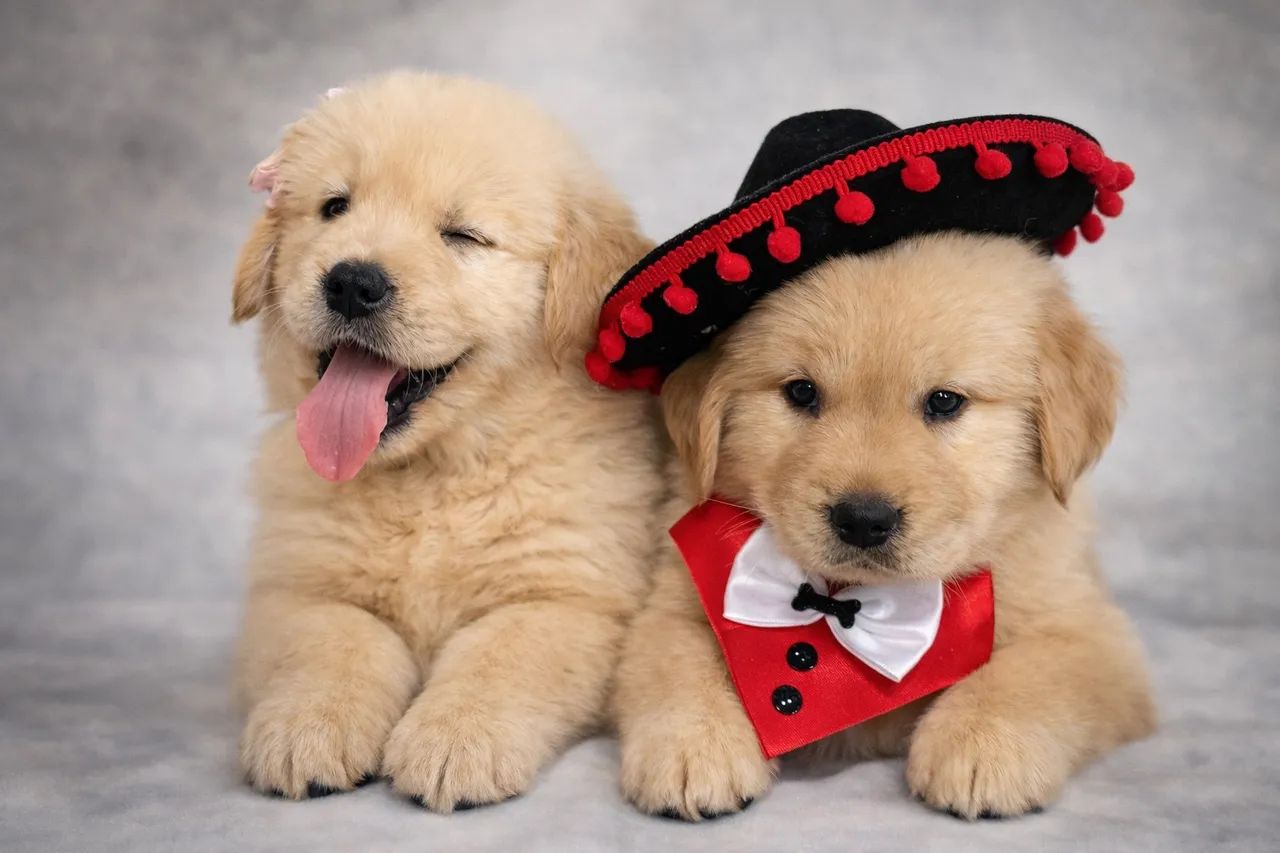 Filhotes lindos de Golden Retriever PEDIGREE 