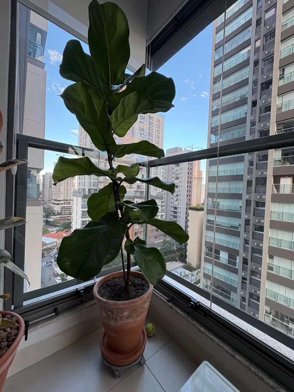 Planta Ficus Lyrata - Foto 5